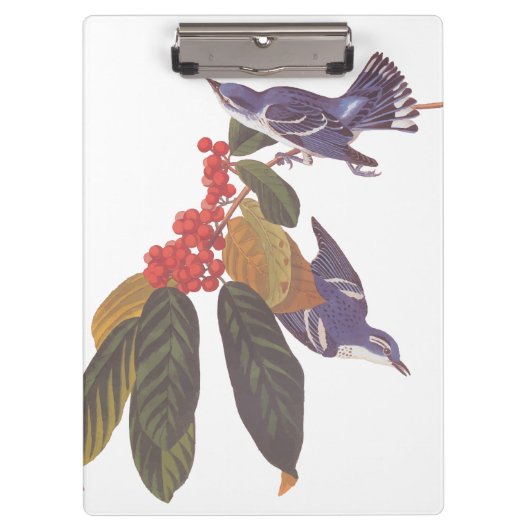 Audubon's Cerulean Warbler vogels met Beer Berries Klembord (Voorkant)