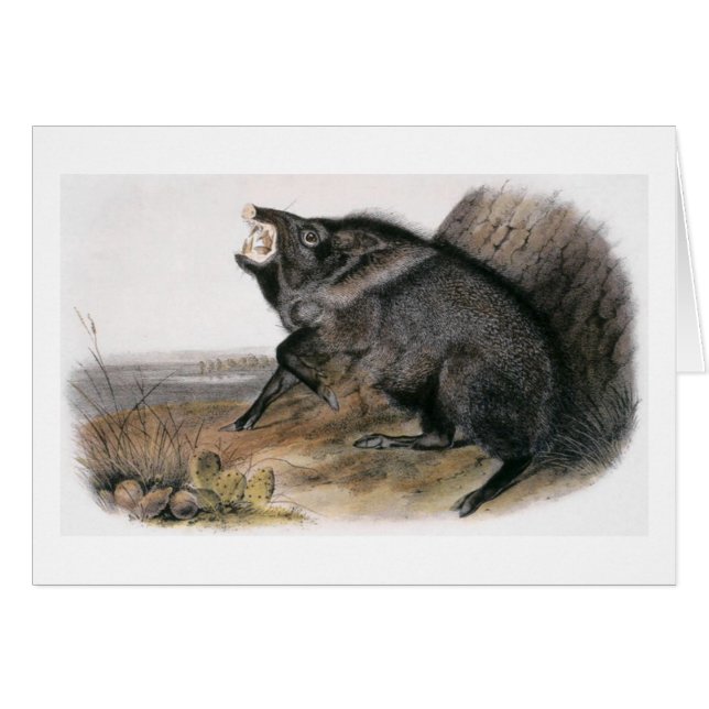 Audubon's Collared Peccary (Voorkant Horizontaal)