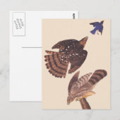 Audubon's Coopers Hawk Bird of Prey Briefkaart (Voorkant / Achterkant)