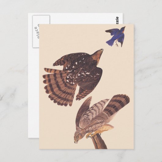 Audubon's Coopers Hawk Bird of Prey Briefkaart (Voorkant / Achterkant)