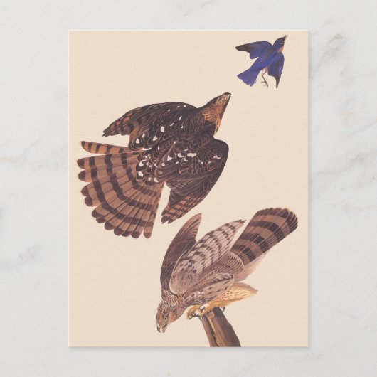 Audubon's Coopers Hawk Bird of Prey Briefkaart (Voorkant)