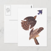 Audubon's Coopers Hawk Bird of Prey Briefkaart (Voorkant / Achterkant)