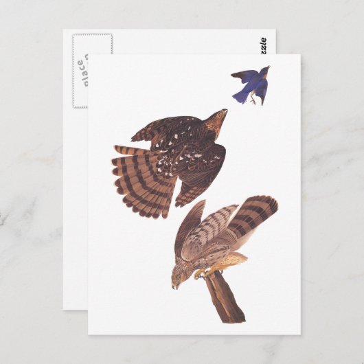 Audubon's Coopers Hawk Bird of Prey Briefkaart (Voorkant / Achterkant)