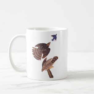 Audubon's Cooper's Hawk roofvogel Koffiemok
