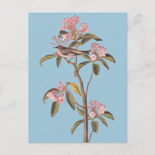 Audubon's Cuvier's Kinglet Vogel op Roze Calico-Bu Briefkaart (Voorkant)