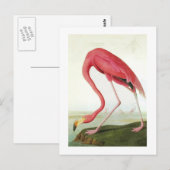 Audubon's Flamingo Briefkaart (Voorkant / Achterkant)