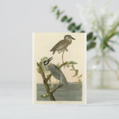  Audubon's Gele drukke nacht heron verf Briefkaart (Staand voorkant)