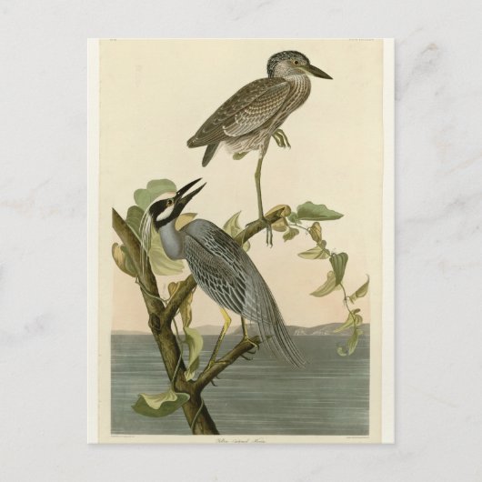  Audubon's Gele drukke nacht heron verf Briefkaart (Voorkant)