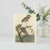 Audubon's  Gele nachtmerrie Briefkaart (Staand voorkant)