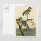 Audubon's  Gele nachtmerrie Briefkaart (Voorkant / Achterkant)
