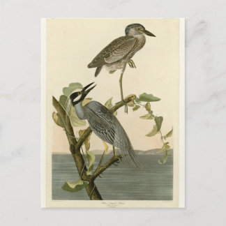 Audubon's Gele nachtmerrie Briefkaart