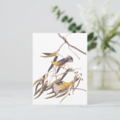 Audubon's Gele prothonotary Warbler Bird Pair Briefkaart (Staand voorkant)