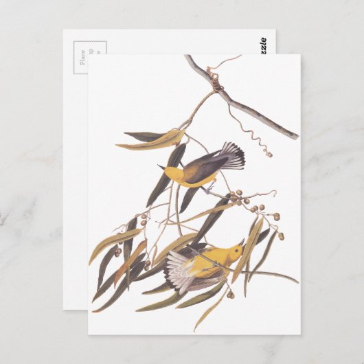 Audubon's Gele prothonotary Warbler Bird Pair Briefkaart (Voorkant / Achterkant)