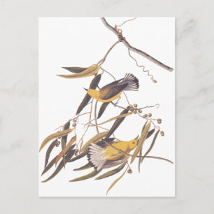 Audubon's Gele prothonotary Warbler Bird Pair Briefkaart