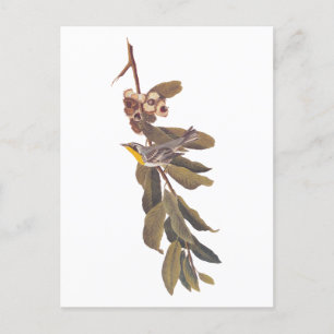 Audubon's gele warbler-vogel op boomtak briefkaart
