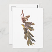 Audubon's gele warbler-vogel op boomtak briefkaart (Voorkant / Achterkant)
