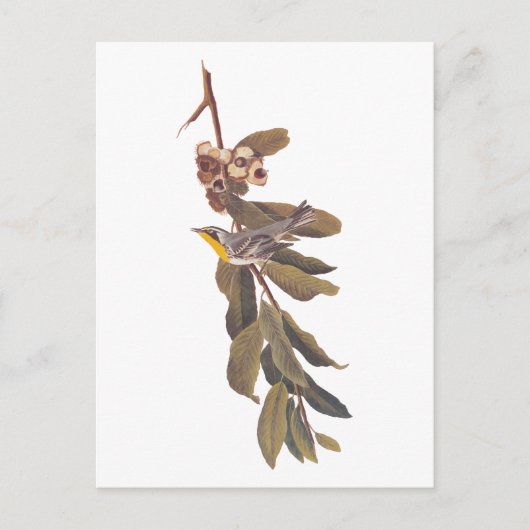 Audubon's gele warbler-vogel op boomtak briefkaart (Voorkant)
