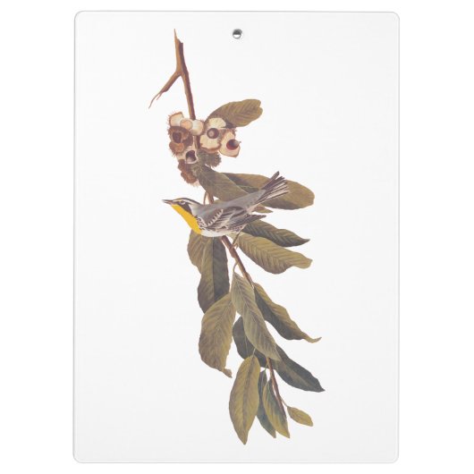 Audubon's gele warbler-vogel op boomtak klembord (Achterkant)