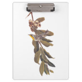 Audubon's gele warbler-vogel op boomtak klembord (Voorkant)