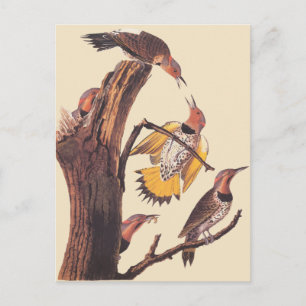 Audubon's Golden-Winged Woodpecker Familie van vog Briefkaart