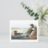 Audubon's goosander briefkaart (Staand voorkant)