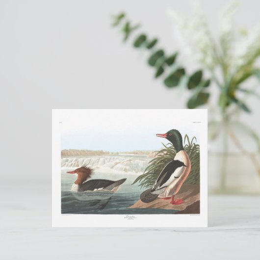 Audubon's goosander briefkaart (Staand voorkant)