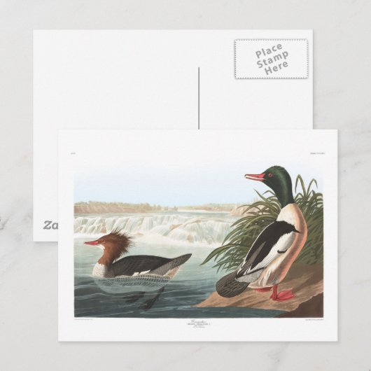 Audubon's goosander briefkaart (Voorkant / Achterkant)