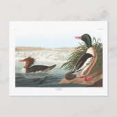 Audubon's goosander briefkaart (Voorkant)