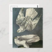 Audubon's Gyrfalcon Briefkaart (Voorkant / Achterkant)