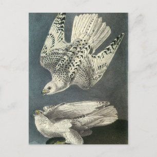 Audubon's Gyrfalcon Briefkaart