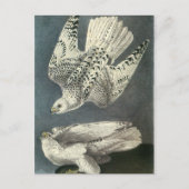 Audubon's Gyrfalcon Briefkaart (Voorkant)