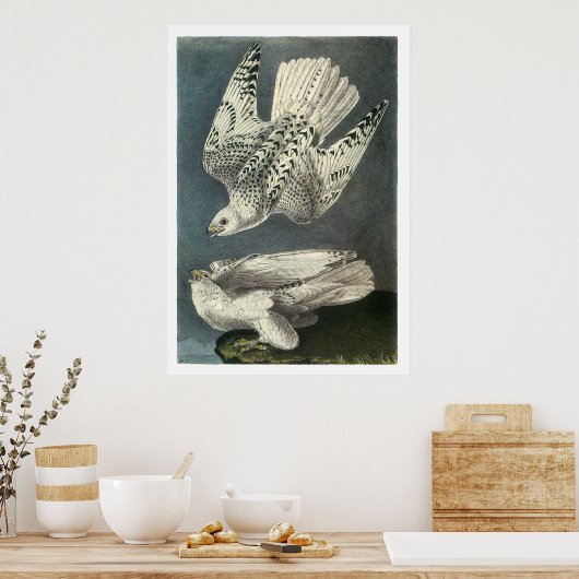 Audubon's Gyrfalcon Poster (Keuken)
