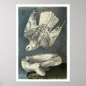 Audubon's Gyrfalcon Poster (Voorkant)