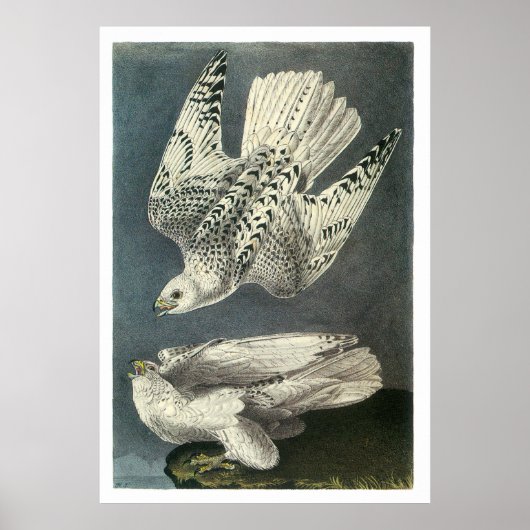 Audubon's Gyrfalcon Poster (Voorkant)