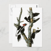 Audubon's Ivory-bult Woodpecker Briefkaart (Voorkant / Achterkant)