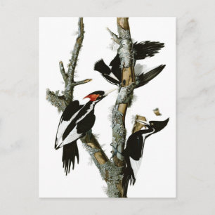 Audubon's Ivory-bult Woodpecker Briefkaart