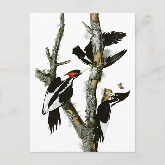 Audubon's Ivory-bult Woodpecker Briefkaart (Voorkant)