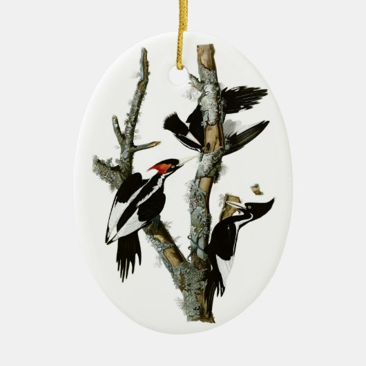 Audubon's Ivory-bult Woodpecker Keramisch Ornament (Voorkant)