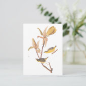 Audubon's Kentucky Warbler Bird Paar met een spin Briefkaart (Staand voorkant)