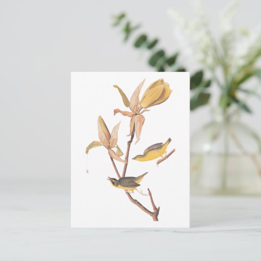 Audubon's Kentucky Warbler Bird Paar met een spin Briefkaart (Staand voorkant)