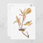 Audubon's Kentucky Warbler Bird Paar met een spin Briefkaart (Voorkant / Achterkant)