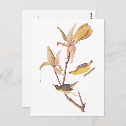 Audubon's Kentucky Warbler Bird Paar met een spin Briefkaart (Voorkant / Achterkant)