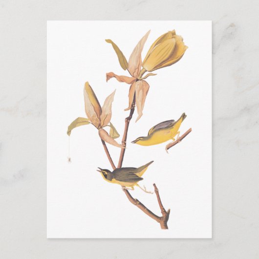 Audubon's Kentucky Warbler Bird Paar met een spin Briefkaart (Voorkant)