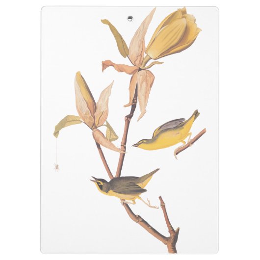 Audubon's Kentucky Warbler Bird Paar met een spin Klembord (Achterkant)