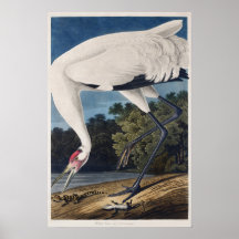 Audubon's kinkhoopkraan Waterverf illustratie
