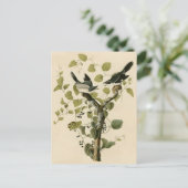 Audubon's Loggerhead Shrike Briefkaart (Staand voorkant)