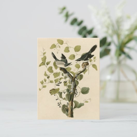 Audubon's Loggerhead Shrike Briefkaart (Staand voorkant)