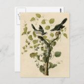 Audubon's Loggerhead Shrike Briefkaart (Voorkant / Achterkant)