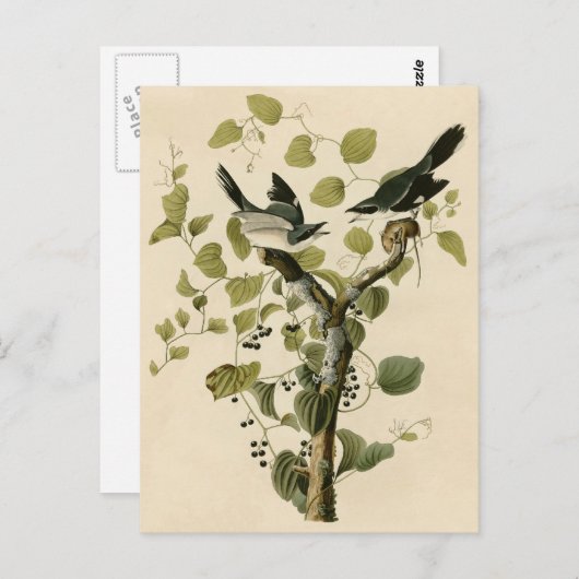 Audubon's Loggerhead Shrike Briefkaart (Voorkant / Achterkant)