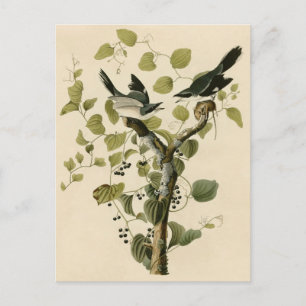 Audubon's Loggerhead Shrike Briefkaart